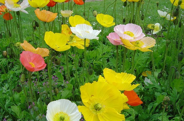 22 από τα ωραιότερα αγριολούλουδα της Ελλάδας! 22 από τα ωραιότερα αγριολούλουδα της Ελλάδας!