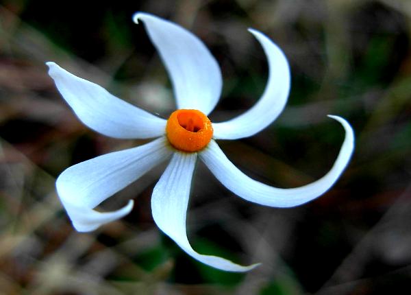 22 από τα ωραιότερα αγριολούλουδα της Ελλάδας! 22 από τα ωραιότερα αγριολούλουδα της Ελλάδας!