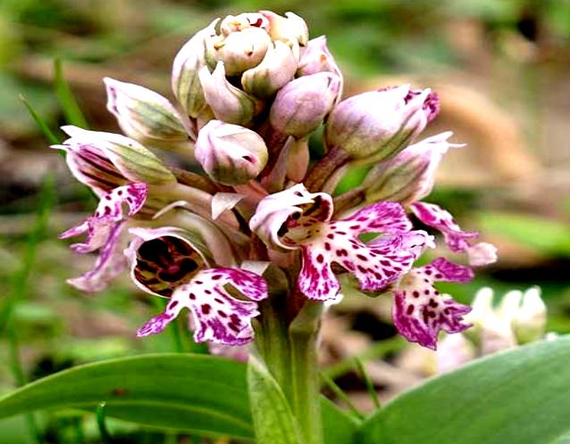 22 από τα ωραιότερα αγριολούλουδα της Ελλάδας! 22 από τα ωραιότερα αγριολούλουδα της Ελλάδας!