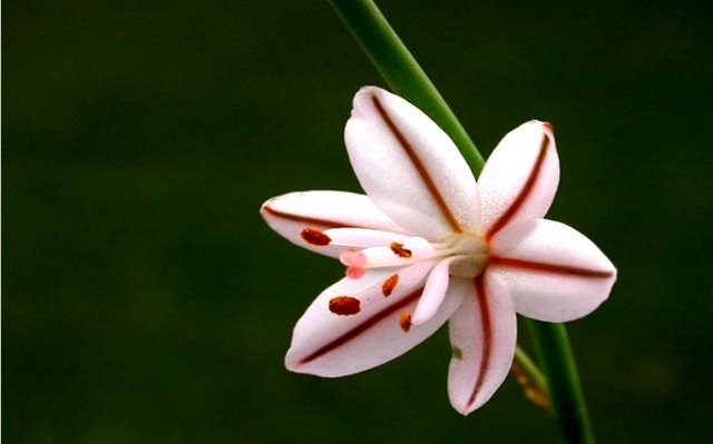 22 από τα ωραιότερα αγριολούλουδα της Ελλάδας! 22 από τα ωραιότερα αγριολούλουδα της Ελλάδας!