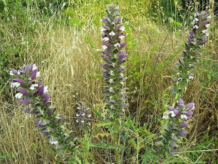 22 από τα ωραιότερα αγριολούλουδα της Ελλάδας! 22 από τα ωραιότερα αγριολούλουδα της Ελλάδας!