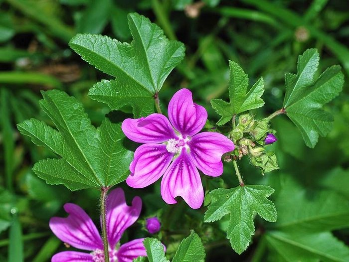 22 από τα ωραιότερα αγριολούλουδα της Ελλάδας! 22 από τα ωραιότερα αγριολούλουδα της Ελλάδας!