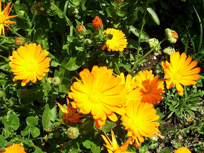 22 από τα ωραιότερα αγριολούλουδα της Ελλάδας! 22 από τα ωραιότερα αγριολούλουδα της Ελλάδας!