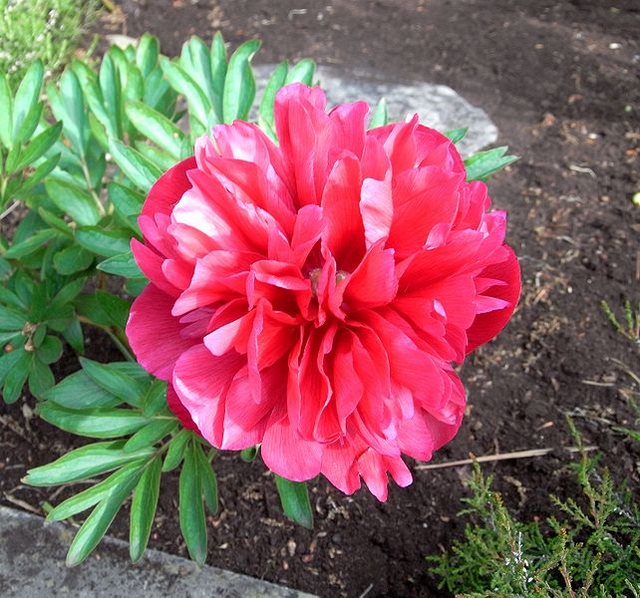 22 από τα ωραιότερα αγριολούλουδα της Ελλάδας! 22 από τα ωραιότερα αγριολούλουδα της Ελλάδας!