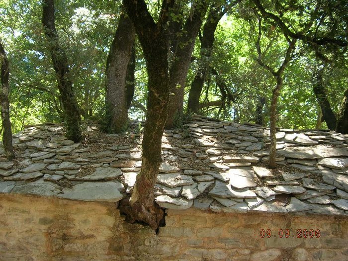 Ανεξήγητο θαύμα της φύσης: Το εκκλησάκι με τα 17 δέντρα στην Αρκαδία που μπήκε στο βιβλίο Γκίνες