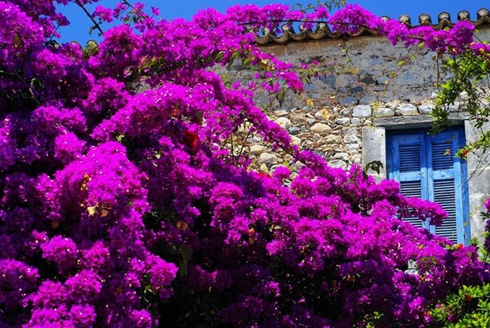 Μάνη: Ελαιογραφία στα χρώματα της Άνοιξης! Μάνη: Ελαιογραφία στα χρώματα της Άνοιξης!