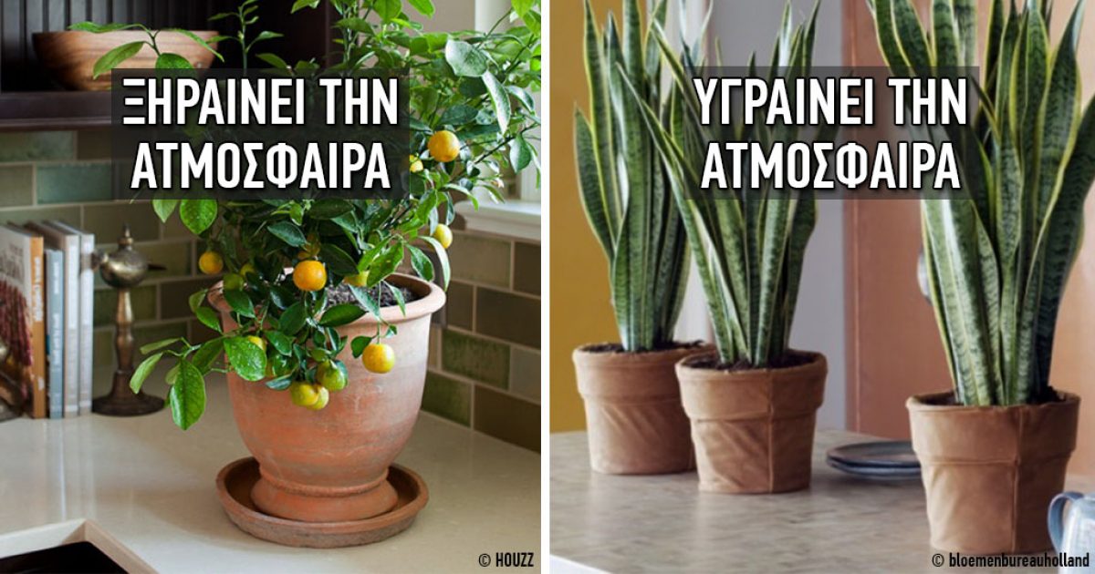 10 φυτά που δημιουργούν το ιδανικό κλίμα στο σπίτι σας