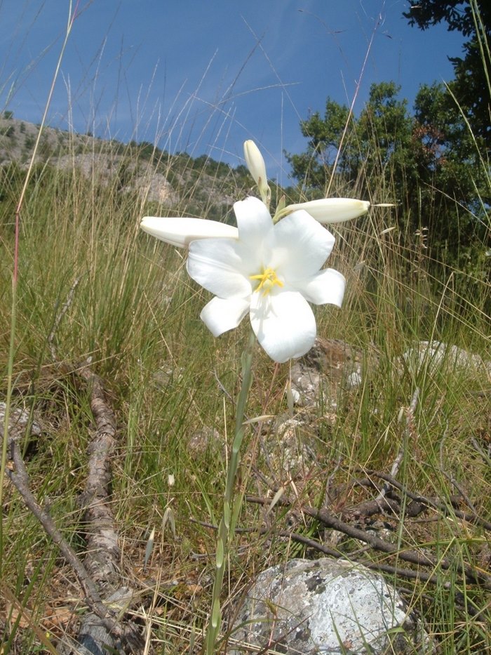 Ο κρίνος της Παναγίας. Ένα σύμβολο αγνότητας μέσα από τα βάθη των αιώνων.