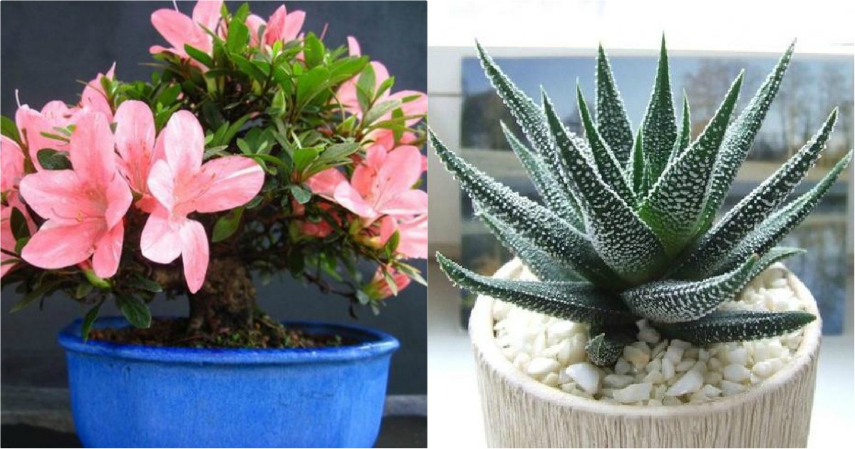 10 φυτά εσωτερικού χώρου που θα καθαρίσουν το αέρα του σπιτιού σας πιο καλά από οποιαδήποτε συσκευή