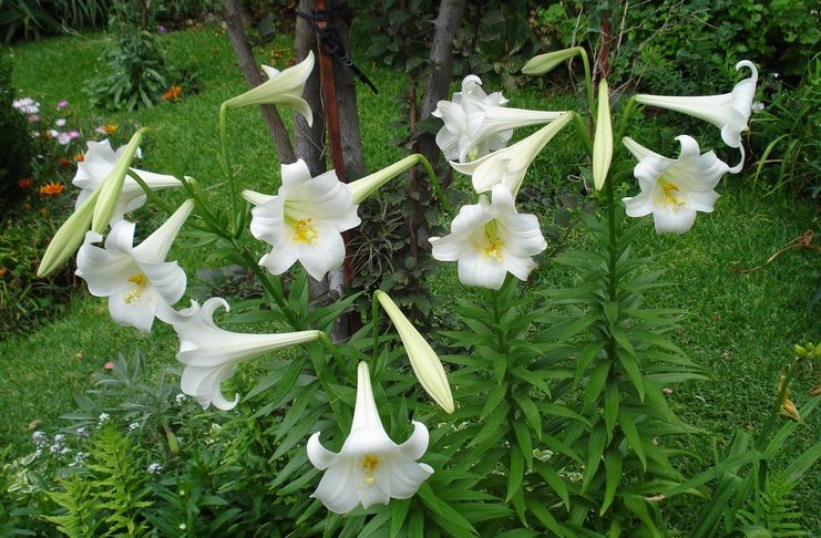Ο κρίνος της Παναγίας. Ένα σύμβολο αγνότητας μέσα από τα βάθη των αιώνων.