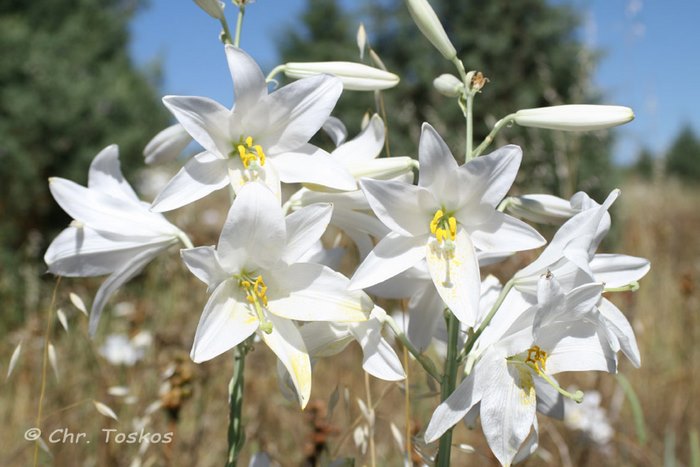 Ο κρίνος της Παναγίας. Ένα σύμβολο αγνότητας μέσα από τα βάθη των αιώνων.