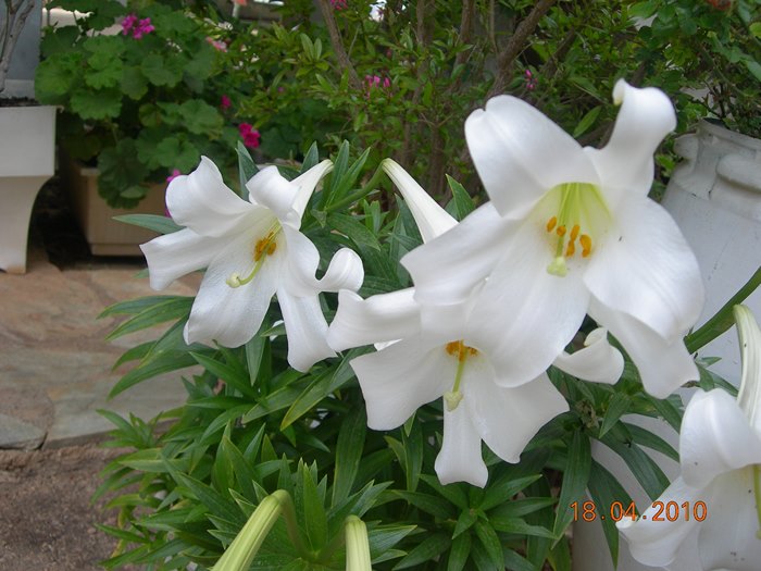 Ο κρίνος της Παναγίας. Ένα σύμβολο αγνότητας μέσα από τα βάθη των αιώνων.