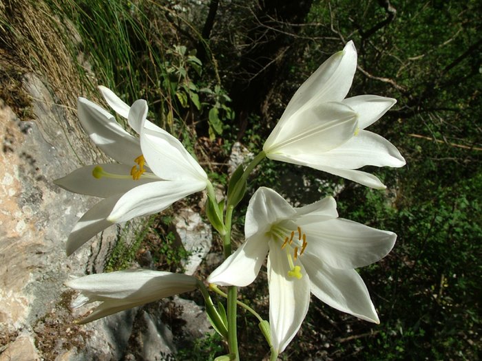 Ο κρίνος της Παναγίας. Ένα σύμβολο αγνότητας μέσα από τα βάθη των αιώνων.