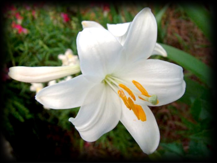 Ο κρίνος της Παναγίας. Ένα σύμβολο αγνότητας μέσα από τα βάθη των αιώνων.