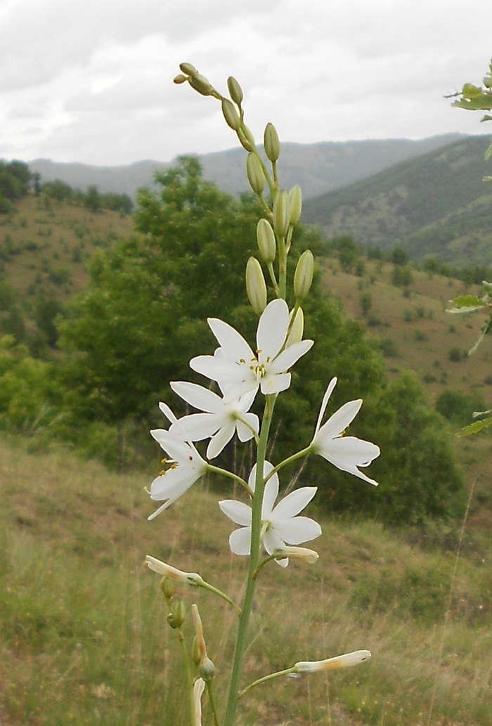 Ο κρίνος της Παναγίας. Ένα σύμβολο αγνότητας μέσα από τα βάθη των αιώνων.