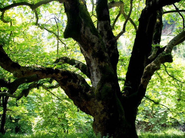 Πολύτιμο αριστούργημα: Ένα από τα ωραιότερα γεφύρια που έχετε δει βρίσκεται στην Ελλάδα!