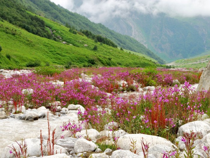 Η «Κοιλάδα των Λουλουδιών»: Ένα τοπίο εκπληκτικής ομορφιάς «κρυμμένο» στα Ιμαλάια Η «Κοιλάδα των Λουλουδιών»: Ένα τοπίο εκπληκτικής ομορφιάς «κρυμμένο» στα Ιμαλάια