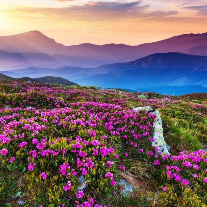 Η «Κοιλάδα των Λουλουδιών»: Ένα τοπίο εκπληκτικής ομορφιάς «κρυμμένο» στα Ιμαλάια Η «Κοιλάδα των Λουλουδιών»: Ένα τοπίο εκπληκτικής ομορφιάς «κρυμμένο» στα Ιμαλάια