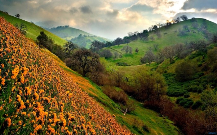 Η «Κοιλάδα των Λουλουδιών»: Ένα τοπίο εκπληκτικής ομορφιάς «κρυμμένο» στα Ιμαλάια