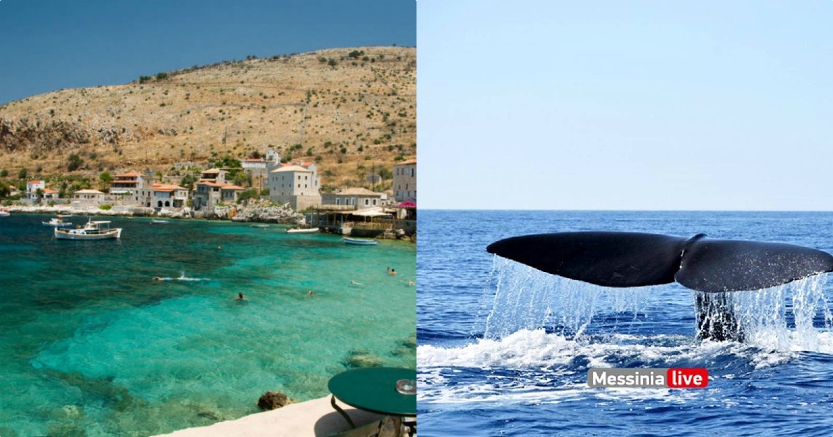 Μάνη φάλαινα: Απίστευτες εικόνες στη Μάνη – Τεράστια φάλαινα εμφανίστηκε δίπλα σε σκάφος και την κατέγραψε η κάμερα