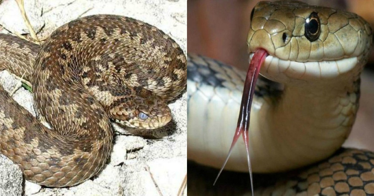 Τρίκαλα φίδι: Μητέρα άρπαξε φίδι που τρύπωσε στο κρεβάτι του γιου της και τον έσωσε