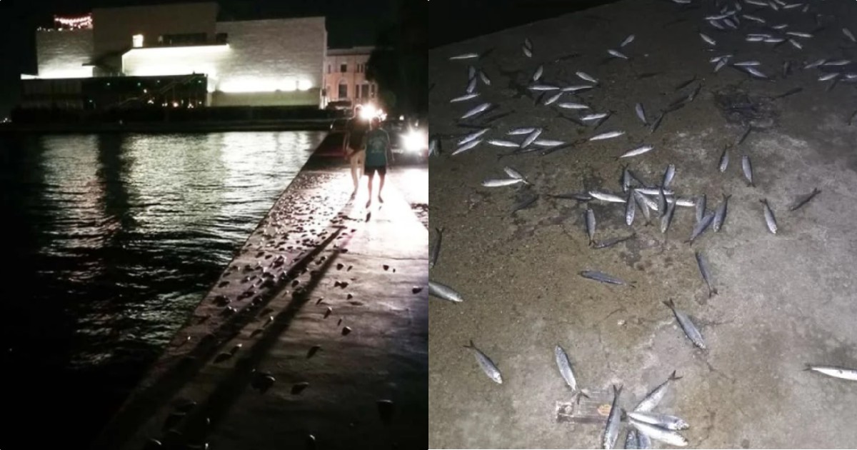 Νέα Παραλία Θεσσαλονίκης: Εικόνες πέρα από κάθε φαντασία – Γέμισε ξαφνικά η θάλασσα με νεκρά ψάρια