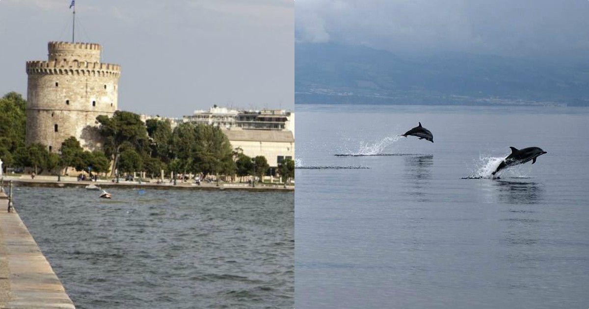 Θεσσαλονίκη δελφίνια: Δείτε τα σε βίντεο να παίζουν στο Θερμαικό