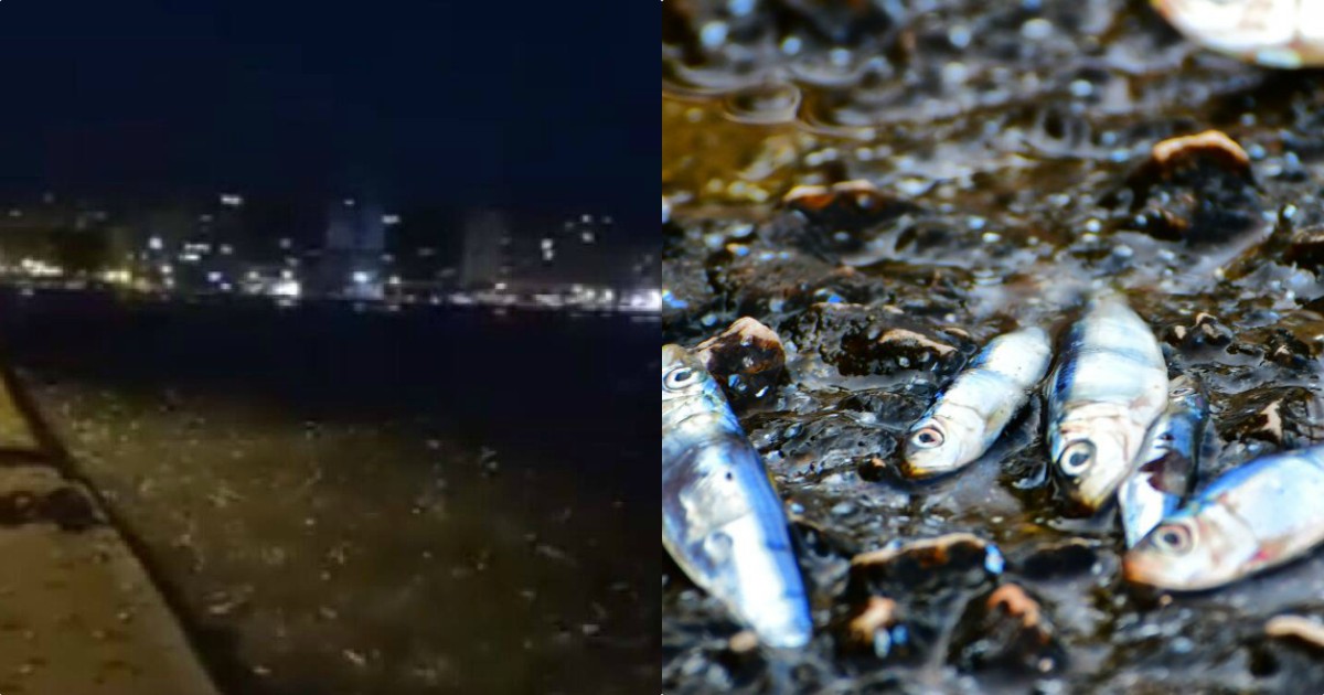 Θεσσαλονίκη ψάρια: Τα ψάρια πετάχτηκαν στη στεριά στ Θεσσαλονίκη – Απίστευτες εικόνες