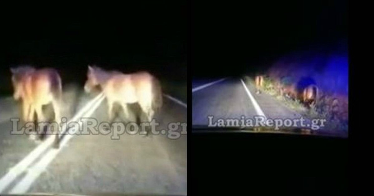 Φθιώτιδα άλογα: Απίστευτες εικόνες και βίντεο με μεγάλα άλογα μέσα στο δρόμο