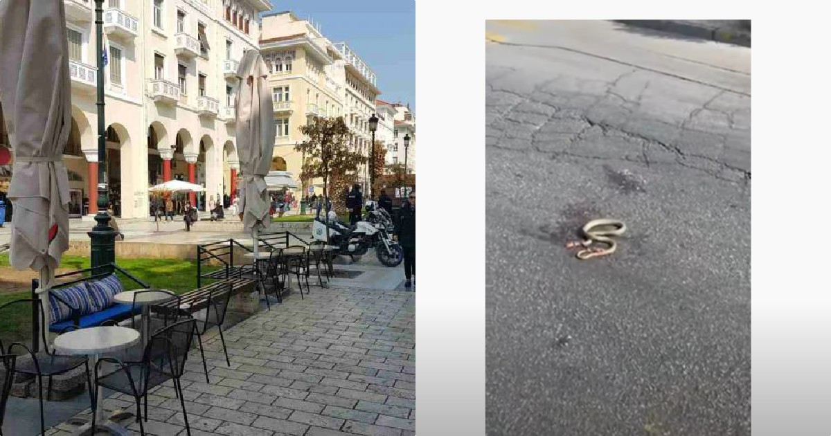 Θεσσαλονίκη φίδι: Έκοβε ανενόχλητο βόλτες στο κέντρο της πόλης – Το κατέγραψαν σε βίντεο