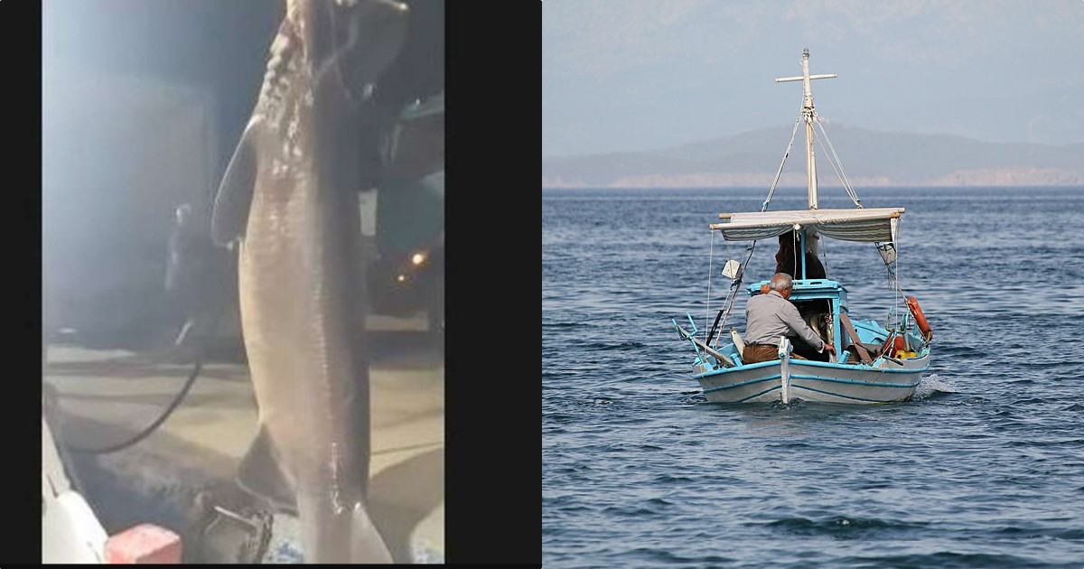 Ψάρι γίγαντας στη Σκόπελο: Ψάρεψαν γαλέο 6 μέτρα και 500 κιλά – Δείτε το βίντεο
