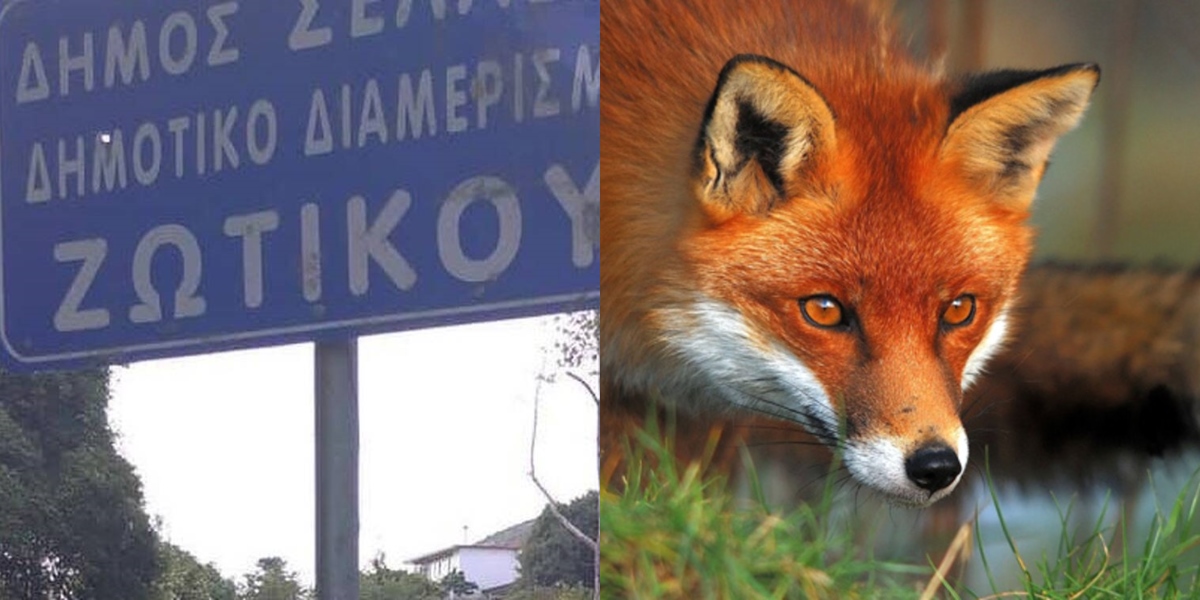 Ιωάννινα φρίκη: Αλεπού βρέθηκε κρεμασμένη σε πινακίδα
