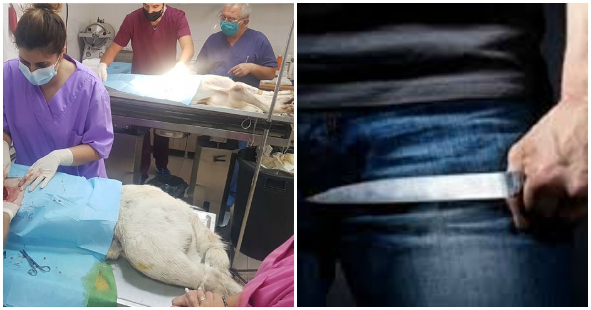Νίκαια σκυλάκι: Ελάχιστες οι πιθανότητες να ζήσει αφού το μαχαίρωσε καθηγητής
