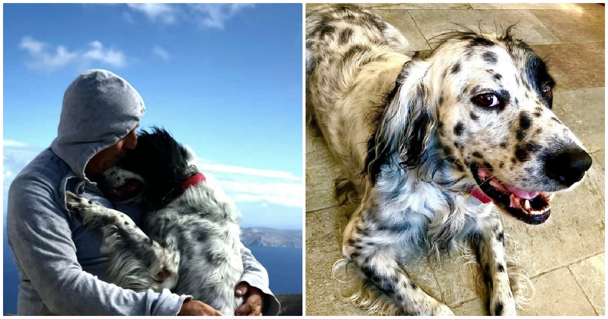 Έκκληση στην Τήνο: Χάθηκε σκύλος συντροφιάς στο νησί – Πώς μπορείτε να βοηθήσετε