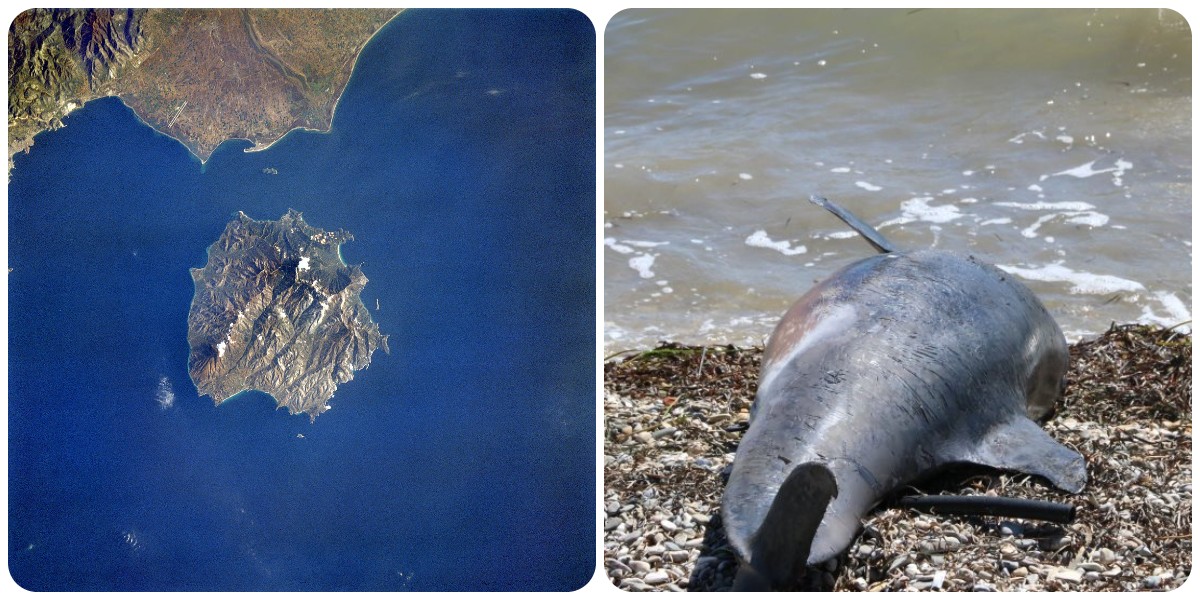 Θάσος: Θλίψη με ένα νεκρό δελφίνι που ξεβράστηκε στην παραλία Σκάλα Καλλιράχης στο νησί