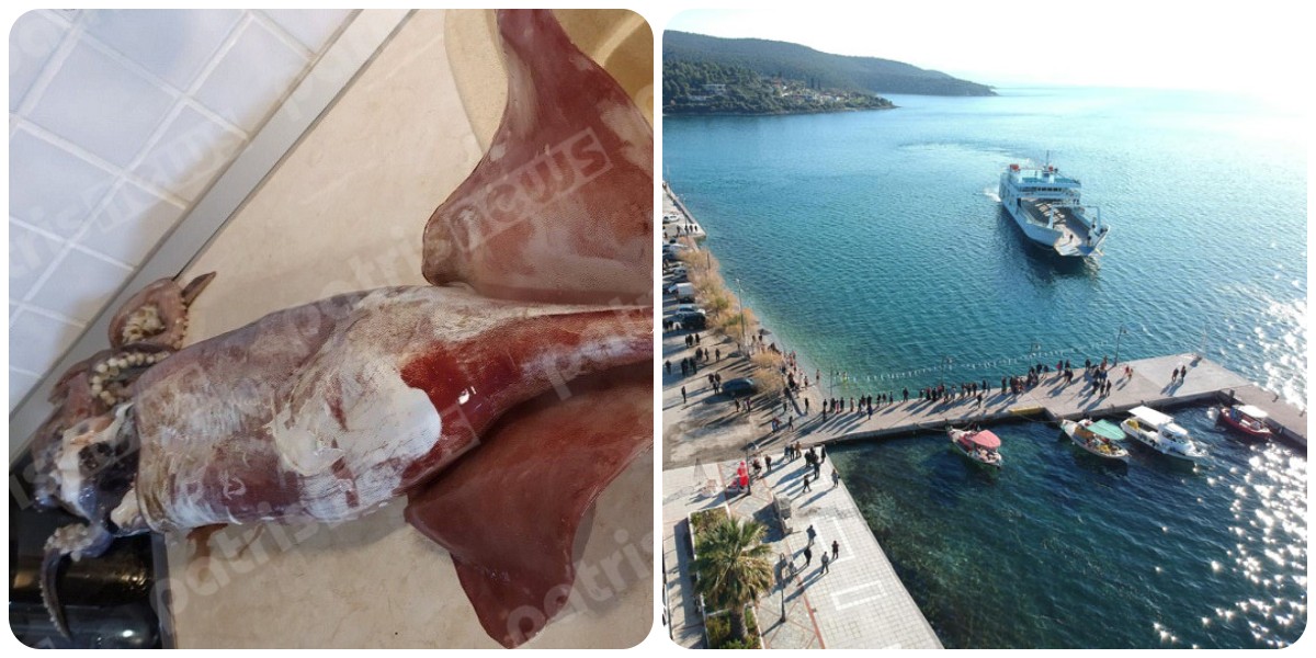 Γλύφα: Ψαράς έπιασε γιγαντιαίο θράψαλο 6 κιλών στην παραλία της Γλύφας