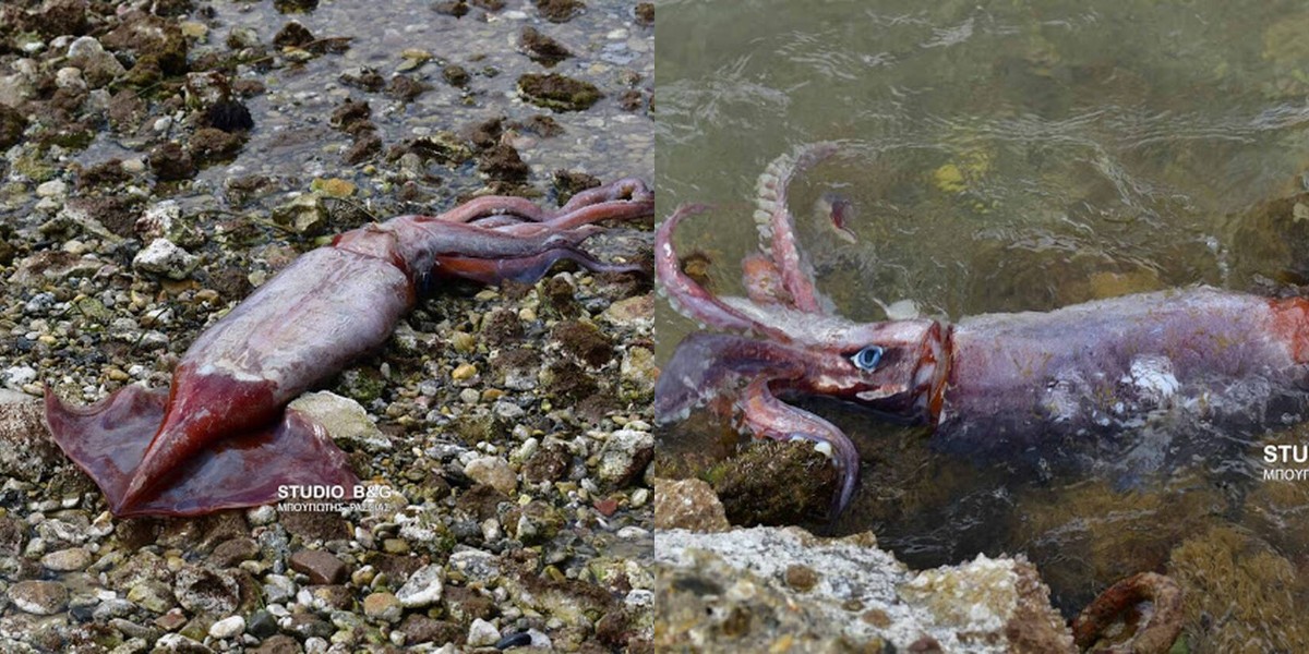 Ναύπλιο: Γιγαντιαίο καλαμάρι 1 μέτρου ξεβράστηκε νεκρό στην παραλία Καραθώνας