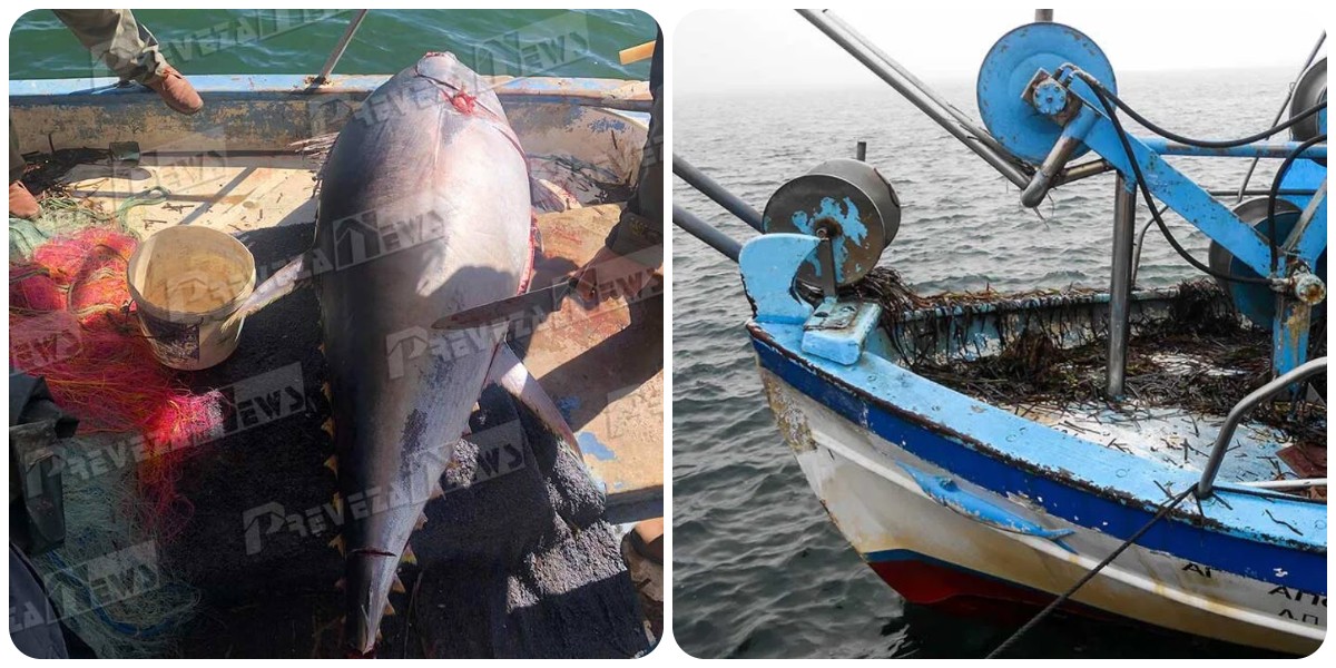 Πρέβεζα: Γιγαντιαίο ψάρι 130 κιλών έπιασαν ψαράδες που δεν πίστευαν στα μάτια τους- Τι ψάρι είναι