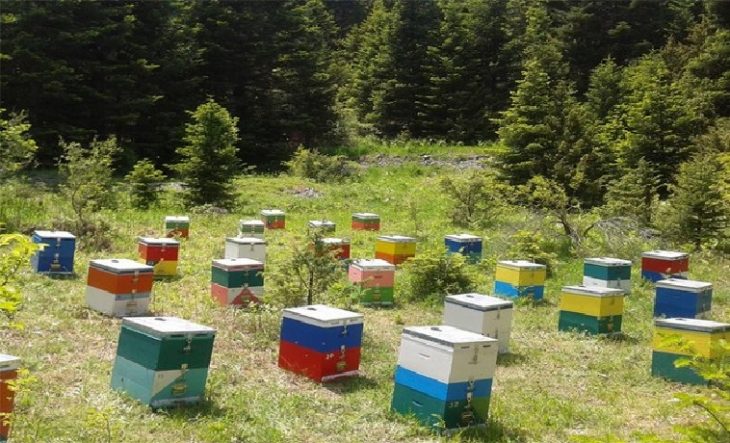 Θεσσαλονίκη κλοπή: 68χρονος έκλεψε συνολικά 47 κυψέλες μελισσών