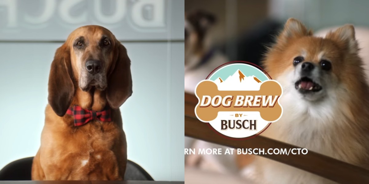 Μπύρα για σκύλους: Εταιρεία ψάχνει σκύλους δοκιμαστές με μισθό 20.000 δολάρια