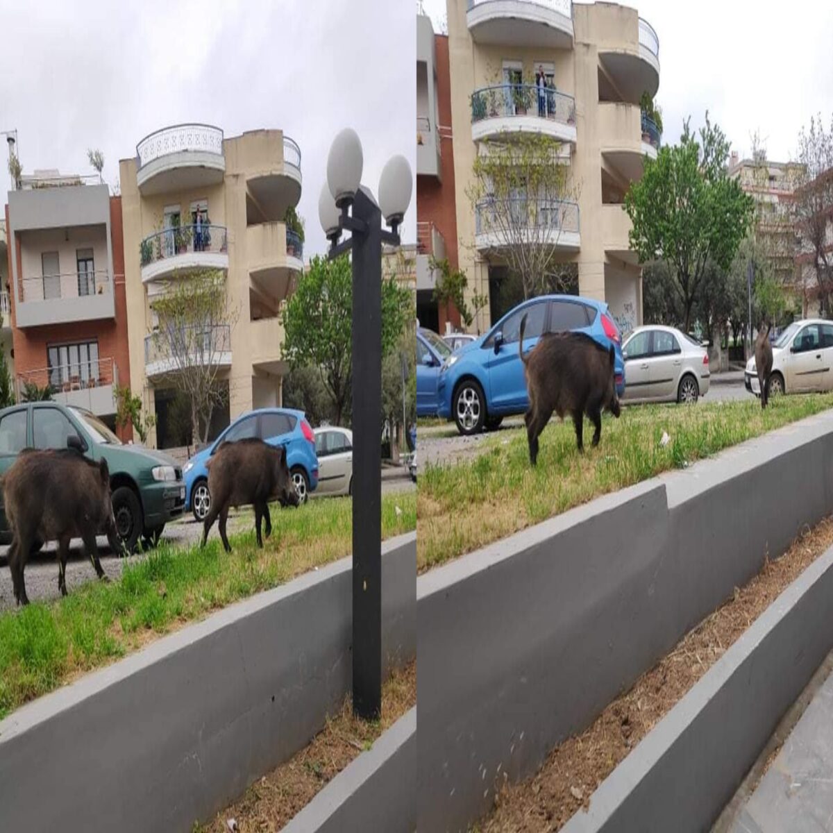 Σοκ στη Θεσσαλονίκη: Αγριογούρουνα βγήκαν στους δρόμους στο Πανόραμα και στο Χορτιάτη