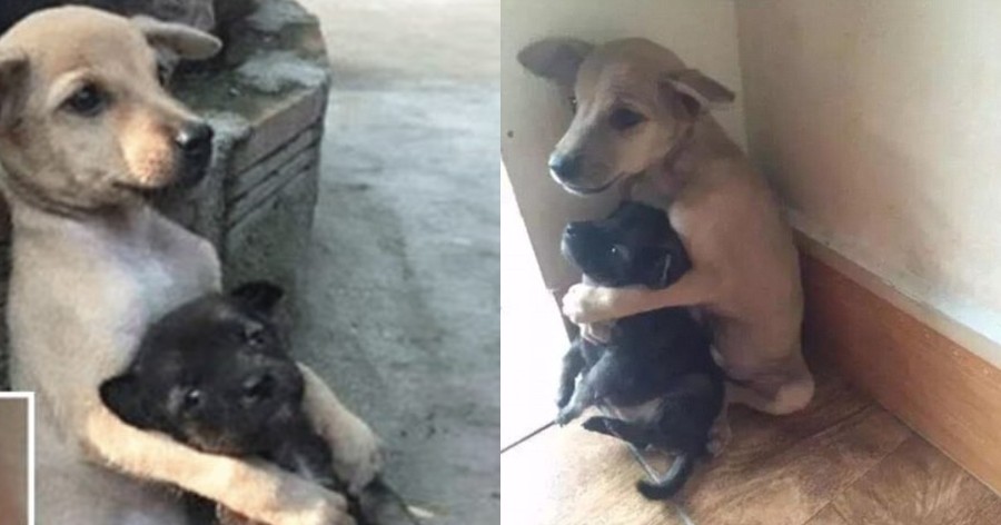 Αδέσποτος σκύλος δεν σταματάει να αγκαλιάζει τον φίλο του όταν τους έσωσαν από τους δρόμους