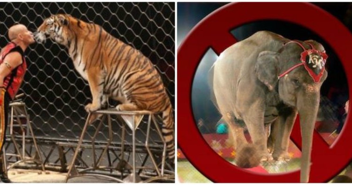 Καλιφόρνια: Μπράβο! Απαγόρευσε τις γούνες και τα σόου με άγρια ζώα σε τσίρκο
