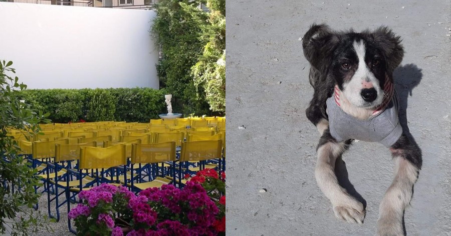Πράξη αγάπης από τον Κινηματογράφο Παναθήναια, που φιλοξενεί αδέσποτα σκυλάκια μέχρι να βρουν σπίτι