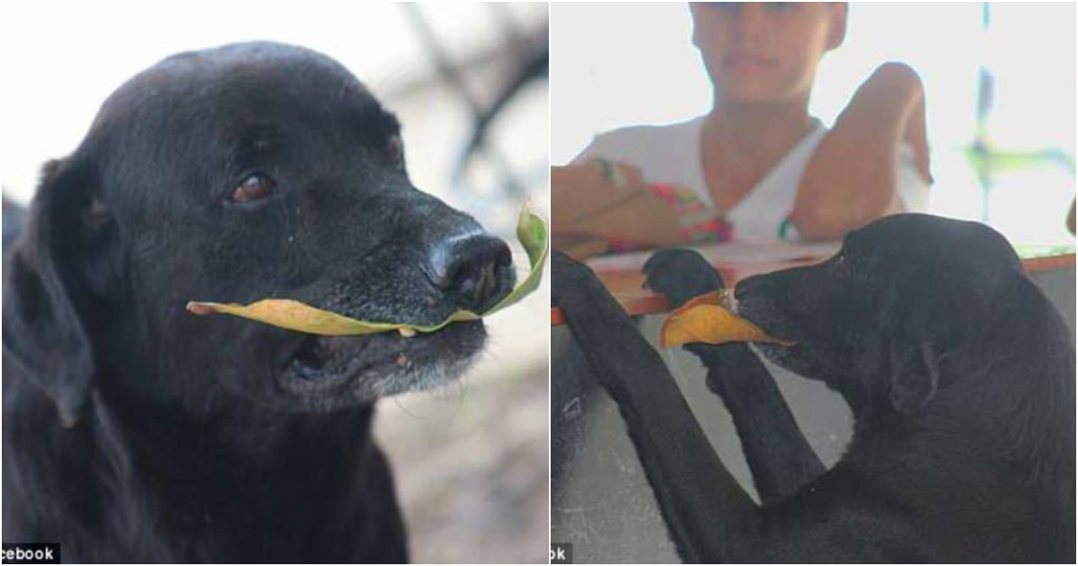 Negro: Ο φοβερός σκύλος που αγοράζει κουλουράκια και πληρώνει με φύλλα δέντρου