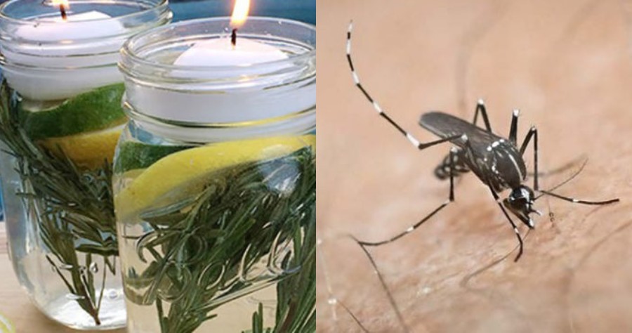 Κουνούπια τέλος: Εξαφανίστε τα μια για πάντα με αυτή τη σπιτική συνταγή χωρίς ίχνος χημικών