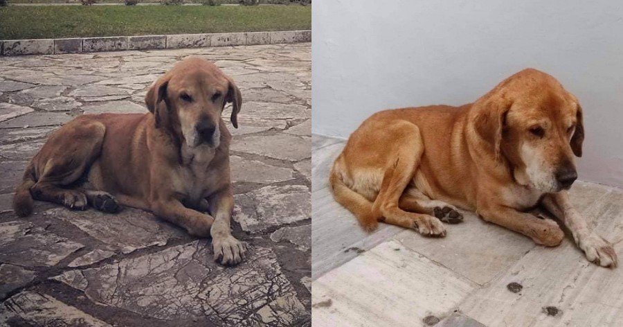 Πέθανε από γεράματα ο γνωστός αδέσποτος σκυλάκος Κανέλος που ζούσε 16 χρόνια στην πόλη της Κέρκυρας