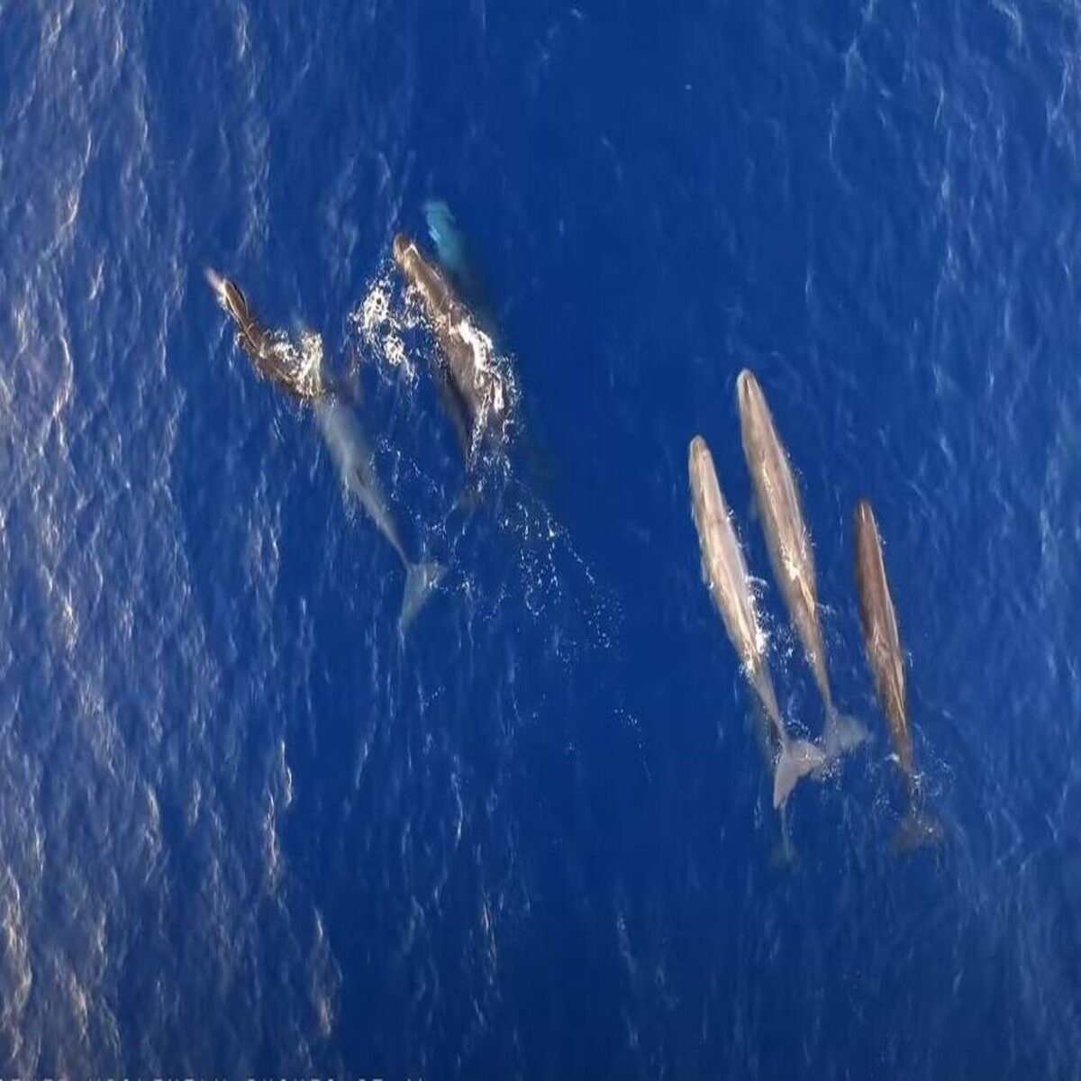 Ιόνιο Πέλαγος: Υπέροχες στιγμές με κοπάδι φαλαινών να ταΐζει τα μικρά του