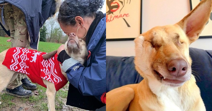 Η ιστορία της σκυλίτσας από το Λίβανο που πυροβολήθηκε 17 φορές, τυφλώθηκε αλλά πλέον ζει ευτυχισμένη