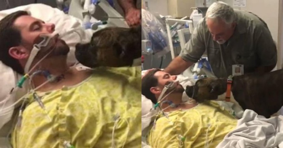 Η σπαρακτική στιγμή  που σκύλος αποχαιρετά στο νοσοκομείο το ετοιμοθάνατο αφεντικό του